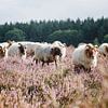 De schaapskudde Drentse Heideschapen op de bloeiende Hilversume hei bij Crailo, Bussum, Nederland van Evelien Lodewijks