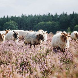 De schaapskudde Drentse Heideschapen op de bloeiende Hilversume hei bij Crailo, Bussum, Nederland van Evelien Lodewijks