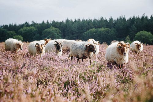 Die Schafherde auf der blühenden Hilversumer Heide in der Nähe von Crailo, Bussum, Niederlande