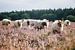 Le troupeau de moutons sur la lande fleurie de Hilversum près de Crailo, Bussum, Pays-Bas sur Evelien Lodewijks