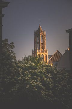 Evening light on the belfry (Domtoren, Utrecht)