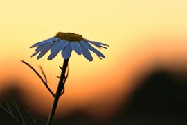 Magritte-Blüte im Sonnenuntergang. Weiße Blütenblätter. Naturaufnahme einer Blume. von Martin Köbsch