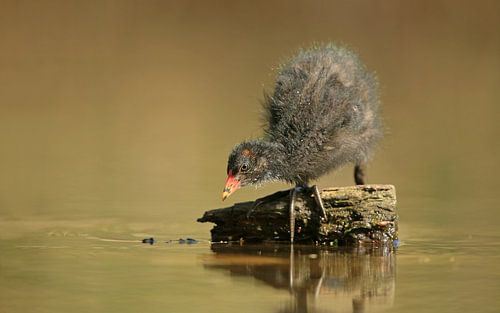 Waterhoentje in ochtendlicht