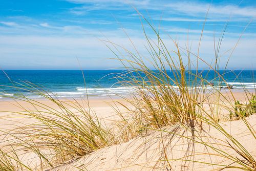 zeegras bij zandduinen, atlantische oceaan