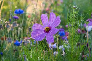 Wildblumen im Sommer