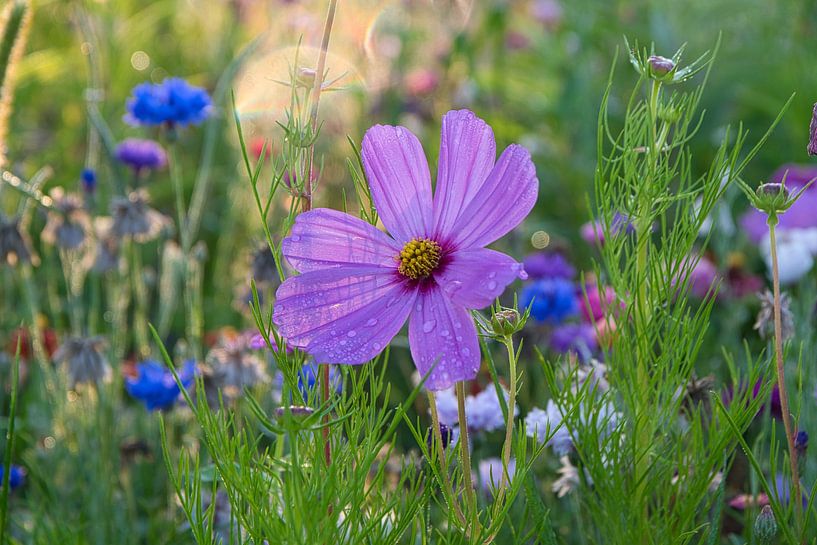 Wildblumen im Sommer von Tanja Voigt