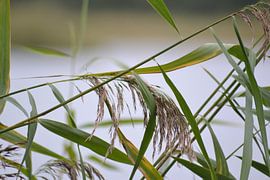 Close-up photo nature element. by Foto GERfie