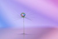 Dandelion bug with water drop purple
