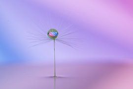 Dandelion bug with water drop purple by shoott photography