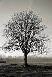 einzelner kahler Kastanienbaum auf einer Wiese am Barleber See bei Magdeburg