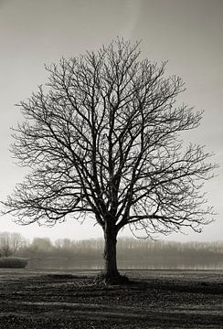 einzelner kahler Kastanienbaum auf einer Wiese am Barleber See bei Magdeburg