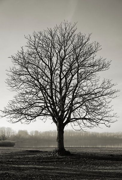 einzelner kahler Kastanienbaum auf einer Wiese am Barleber See bei Magdeburg von Heiko Kueverling
