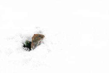 Muisje kijkt vanuit een holletje naar buiten in een besneeuwde wereld.de sneeuw. van Albert Beukhof