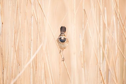 Blauwborst Vrouwtje (liggend)