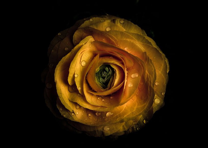 Blumen im Garten 72 Farbversion von The Learning Curve Photography