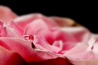 Tränen einer Rose