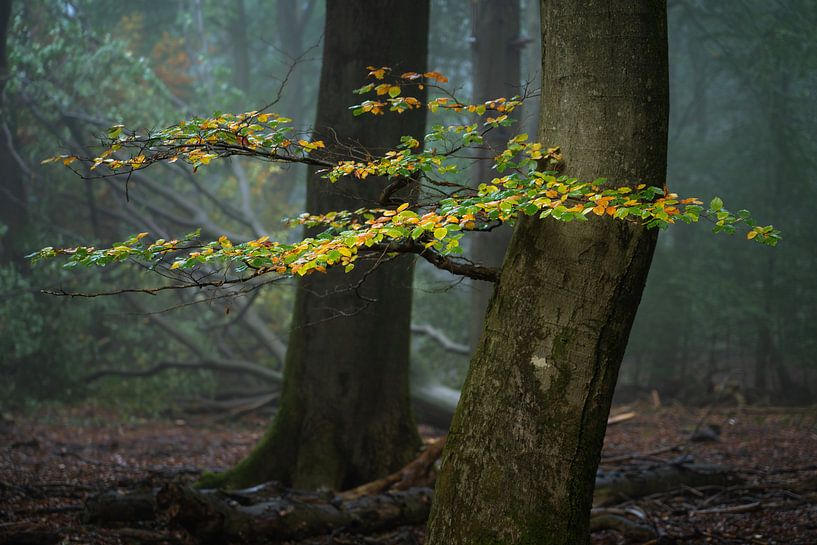 Autumn.... van Peter Korevaar