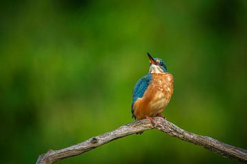 kingfisher by Andy van der Steen - Fotografie