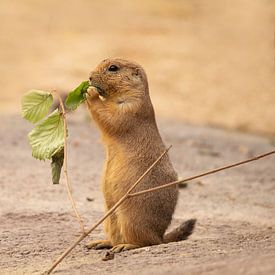 prairie dog by hanny bosveld