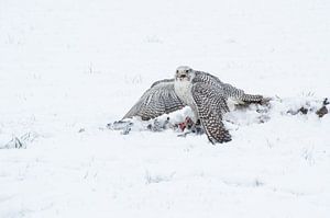 Giervalk met prooi van Sjoukelien van der Kooi