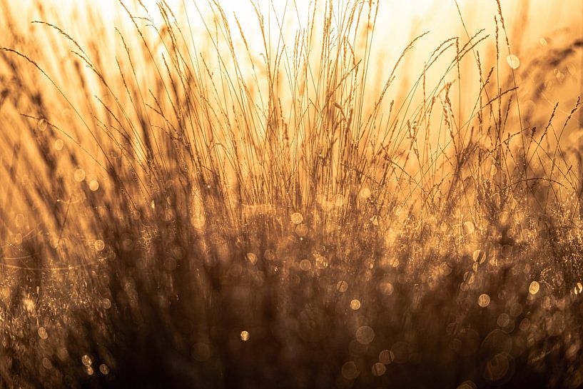 Terlet heathland part 10 by Tania Perneel