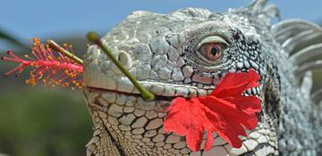 iguana with hibiscus by Fraukje Vonk