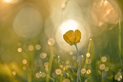 Leersumse veld part 33