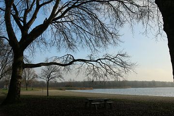 The tree bends over the table by Pim van der Horst