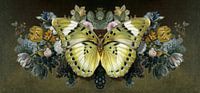Still Life with Butterfly