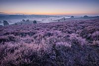 Purple heather in the dawn