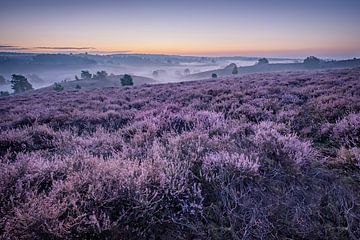 Purple heather in the dawn by Eric Hendriks