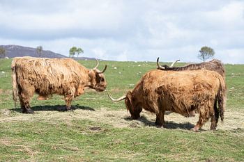 Scottish Highlander