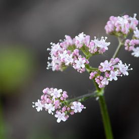 Pink sweethearts by Foto van Joyce