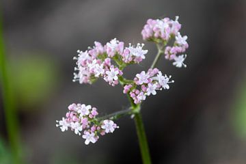 Pink sweethearts van Foto van Joyce