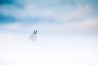 Schneehase