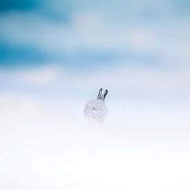 Snow hare by sarah zentjens