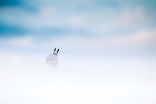 Snow hare