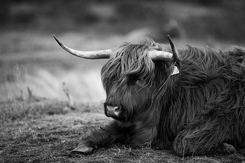 Highland Cow, Kennermerdunes, Haarlem, NL