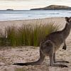 Kangoeroe op Pebbly Beach  van Chris van Kan