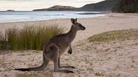 Kangourou sur la plage de galets  par Chris van Kan Aperçu