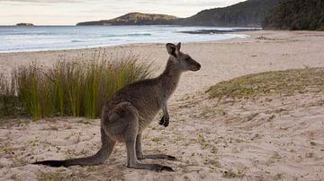 Kangourou sur la plage de galets 