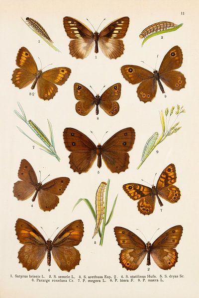Assiette colorée avec 9 papillons différents, vers 1910 par Studio Wunderkammer