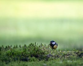 Kohlmeise von Liliane Jaspers