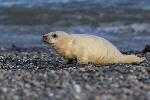 Grijze Zeehond Brul Helgoland Eiland Duitsland