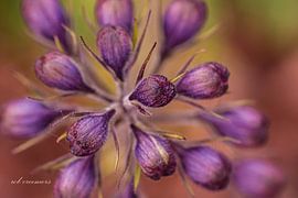 just before the eruption by rob creemers