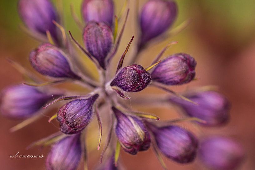 just before the eruption by rob creemers