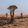 Arbre robuste en Namibie sur Mark Sluijmers