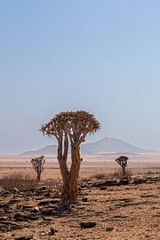 Character tube tree in Namibia by Mark Sluijmers