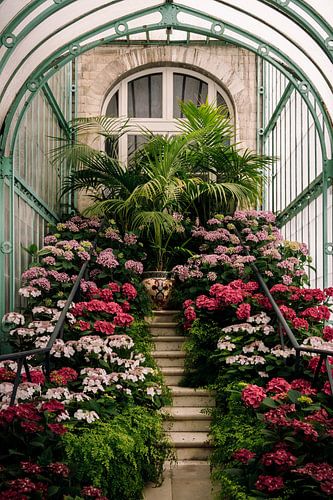 Koninklijke serres ᝢ botanische tuin Brussel België ᝢ planten bloemen