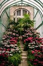Royal greenhouses ᝢ botanical garden Brussels Belgium ᝢ plants flowers by Hannelore Veelaert thumbnail
